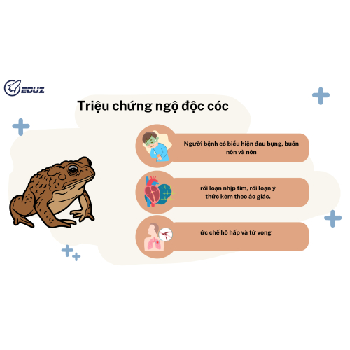 1.2. Triệu chứng ngộc độc cóc